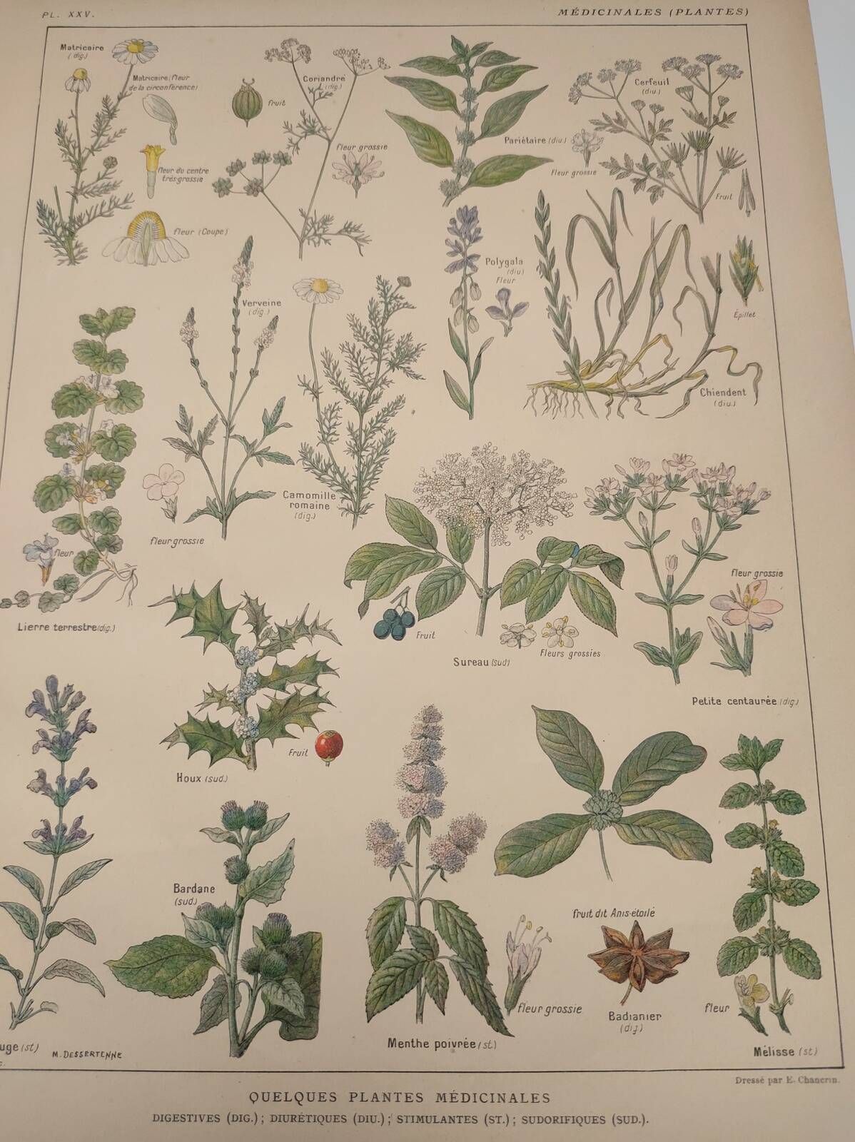 Botanical engraving from 1922 - Medicinal plants (2) - Old plate from Flowers and plants