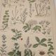 Botanical engraving from 1922 - Medicinal plants (2) - Old plate from Flowers and plants