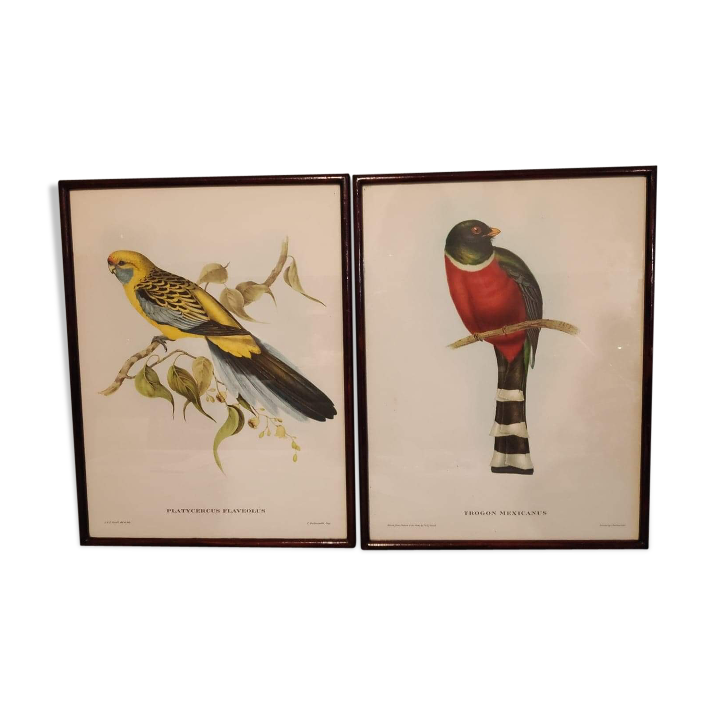 Ancient bird lithographs J and E Gould, brown wooden frame