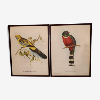 Ancient bird lithographs J and E Gould, brown wooden frame