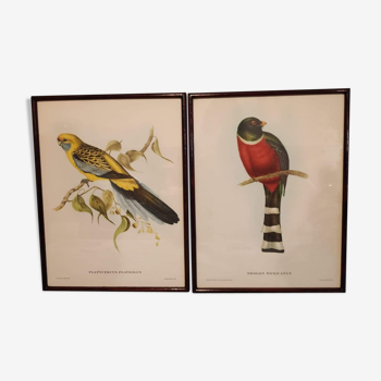 Lithographies anciennes d'oiseaux J et E Gould, cadre en bois marron