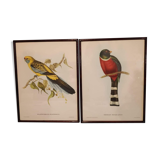 Ancient bird lithographs J and E Gould, brown wooden frame