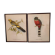 Ancient bird lithographs J and E Gould, brown wooden frame