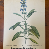 Botanical poster La Sauge