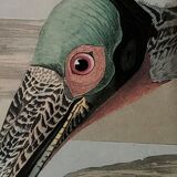 Engraving by J.-J. Audubon Editions of the Disaster XXth Roseate Spoonbill