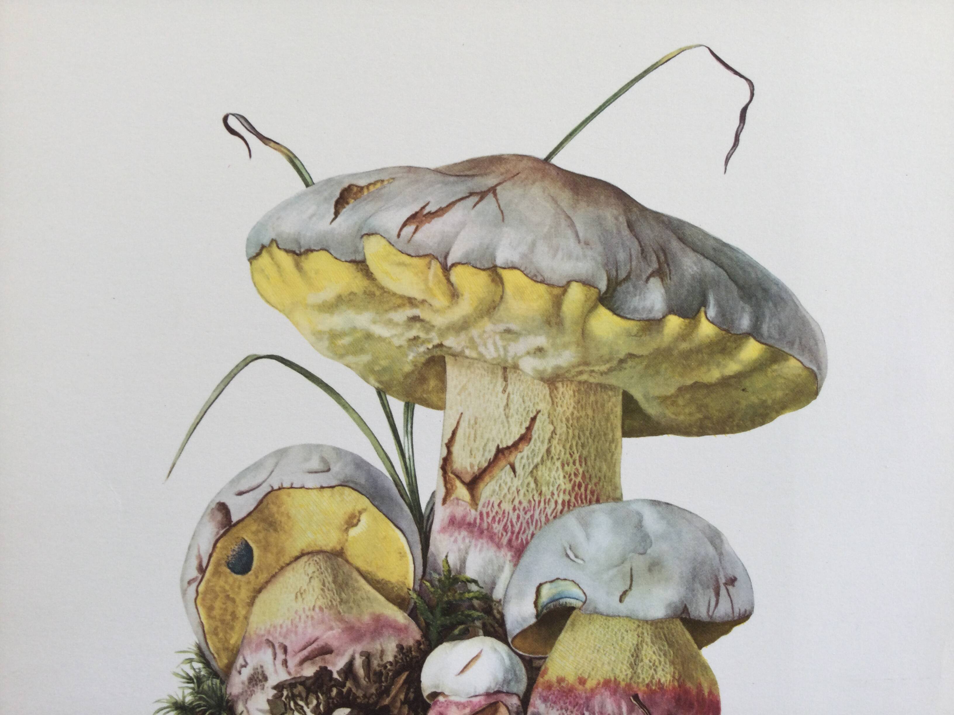 Botanical Illustration Mushrooms Fechtner's Bolete Vintage Print 60s