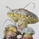 Botanical Illustration Mushrooms Fechtner's Bolete Vintage Print 60s