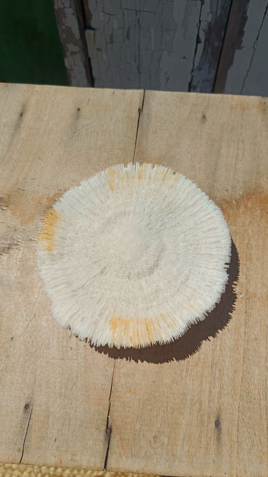 Natural white coral
