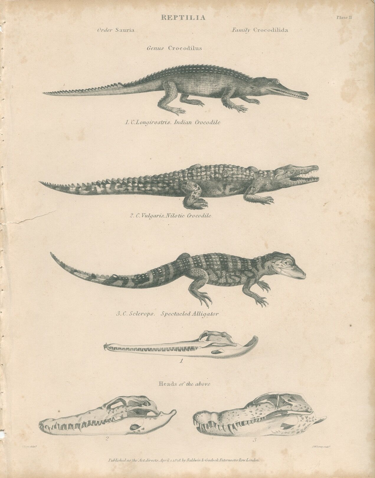 Antique engraving on reptiles: showing various crocodiles, Pl 2, 1828