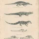 Antique engraving on reptiles: showing various crocodiles, Pl 2, 1828