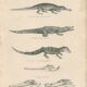 Antique engraving on reptiles: showing various crocodiles, Pl 2, 1828