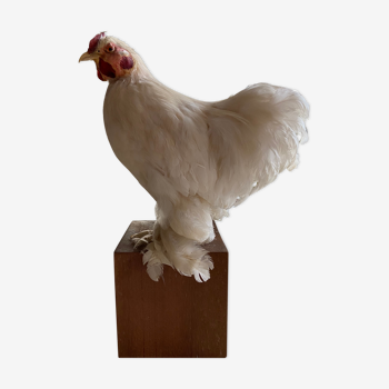 Poule naturalisée