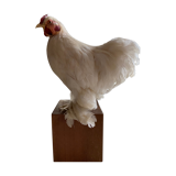 Naturalized hen