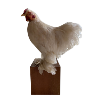 Naturalized hen