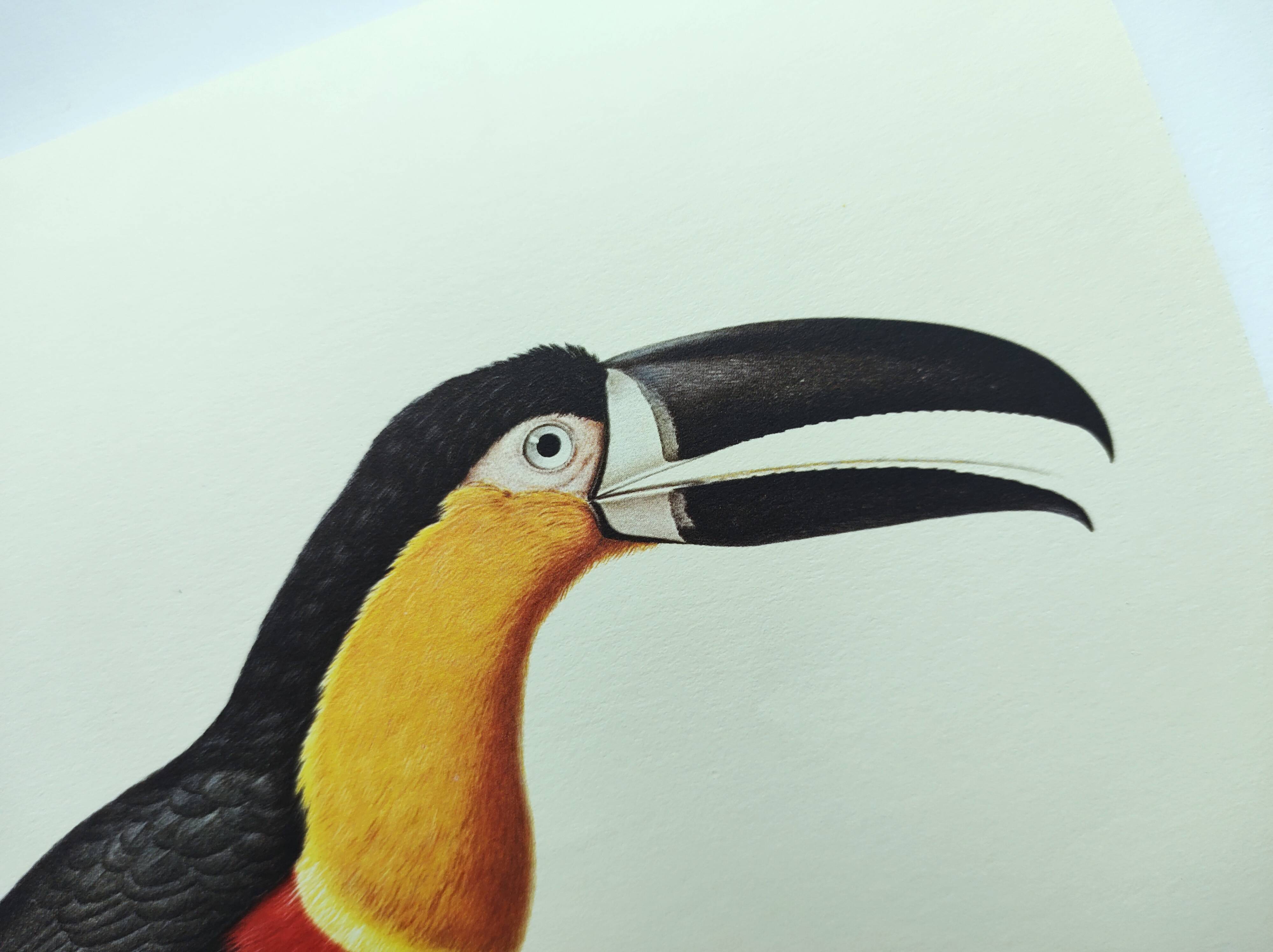 Antique plate -Toucan of Para- Vintage illustration from 1970 birds Huet