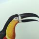 Antique plate -Toucan of Para- Vintage illustration from 1970 birds Huet