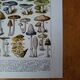 Lithographie originale sur les champignons