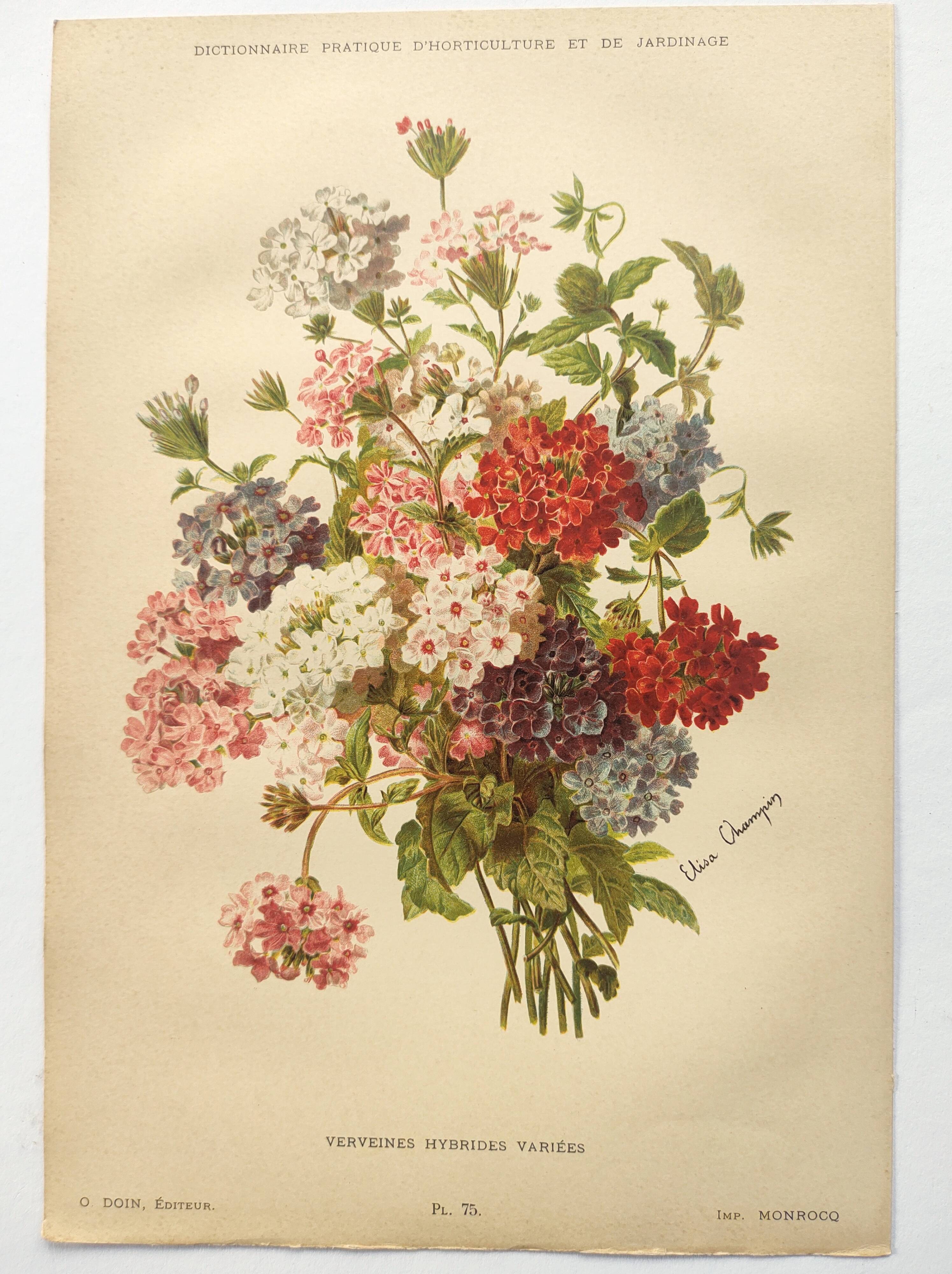 Gravure ancienne de 1899 de Élisa Champin -Verveine- Planche de fleurs