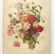 Gravure ancienne de 1899 de Élisa Champin -Verveine- Planche de fleurs