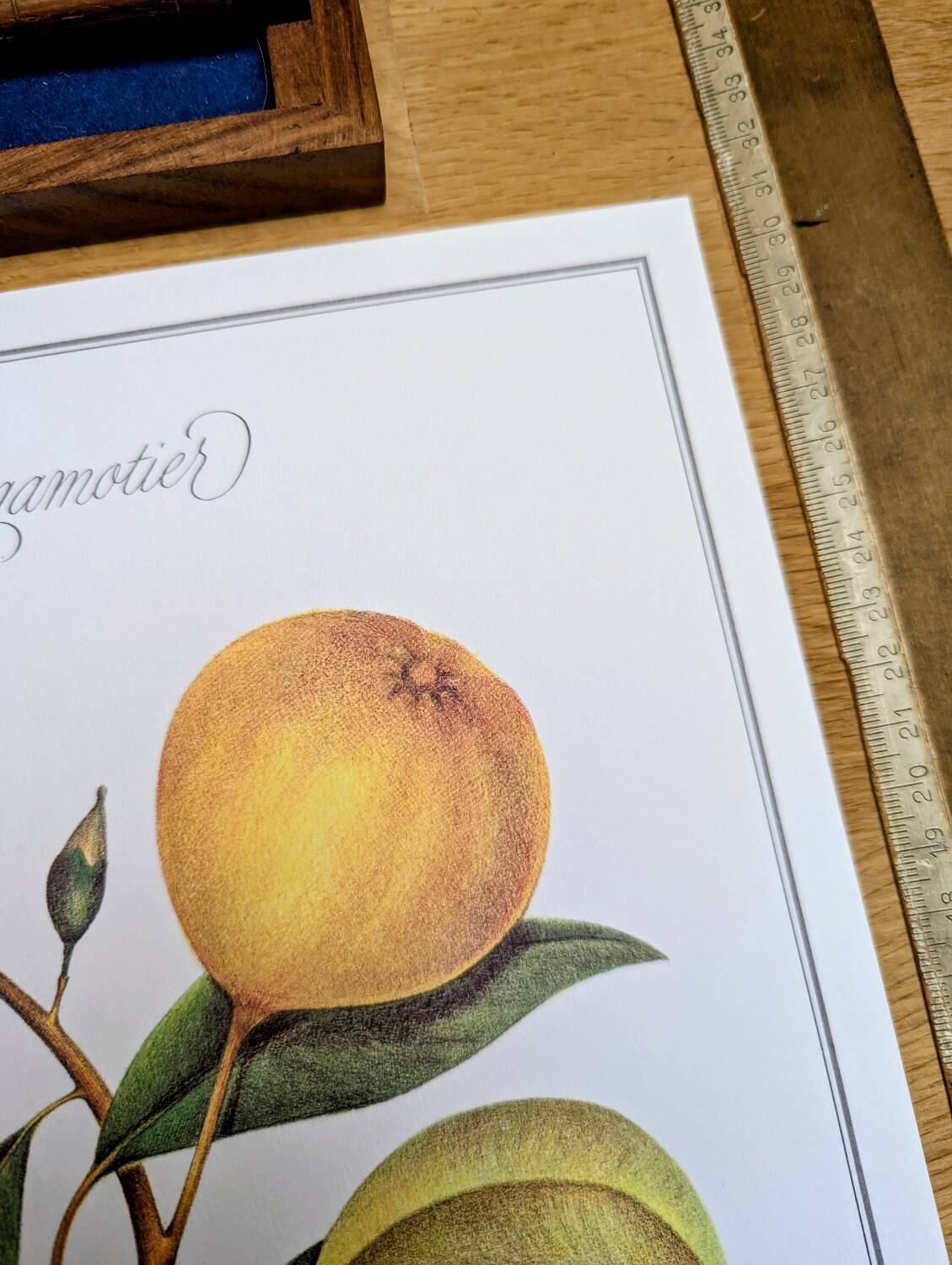 Printed in 1986, the bergamot tree. Vintage Botany.