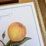 Printed in 1986, the bergamot tree. Vintage Botany.