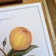 Printed in 1986, the bergamot tree. Vintage Botany.