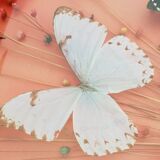 Round frame butterflies naturalized