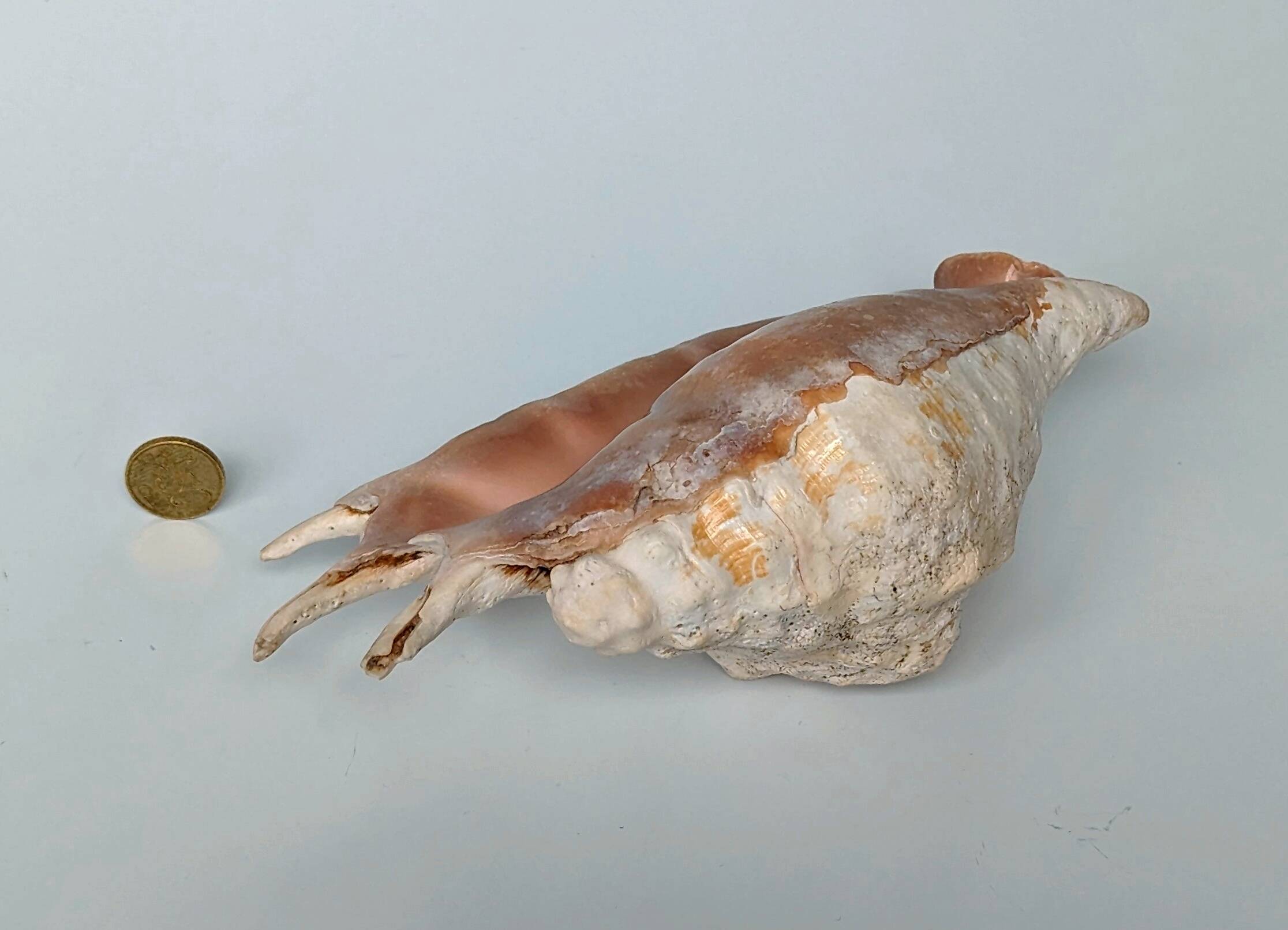 Large pink shell - Large Lambis - Strombidae - Lambis Truncata with 7 digitizations