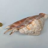 Large pink shell - Large Lambis - Strombidae - Lambis Truncata with 7 digitizations