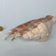 Large pink shell - Large Lambis - Strombidae - Lambis Truncata with 7 digitizations
