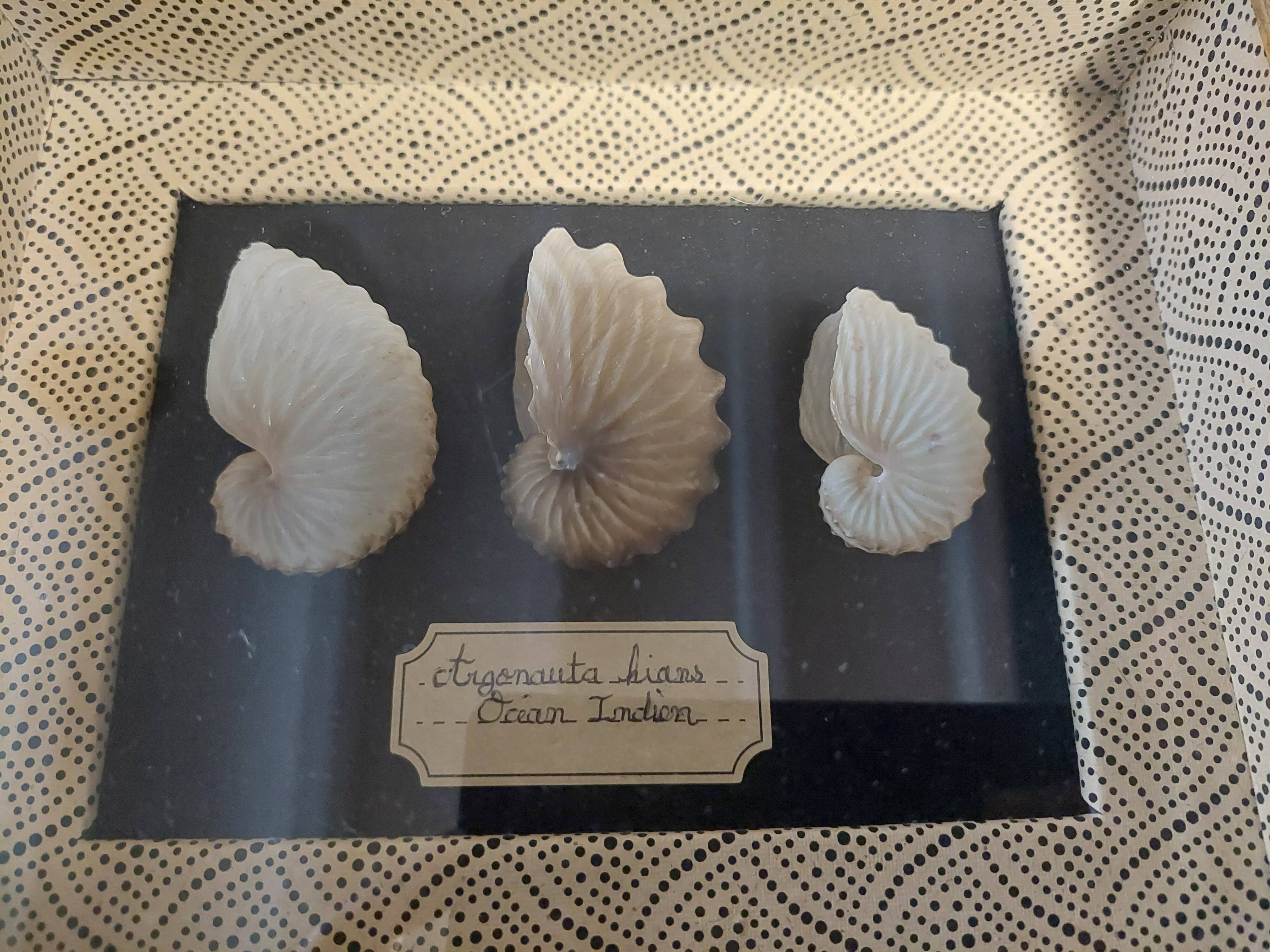 Frame with argonaut shells argonauta hians