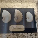 Frame with argonaut shells argonauta hians