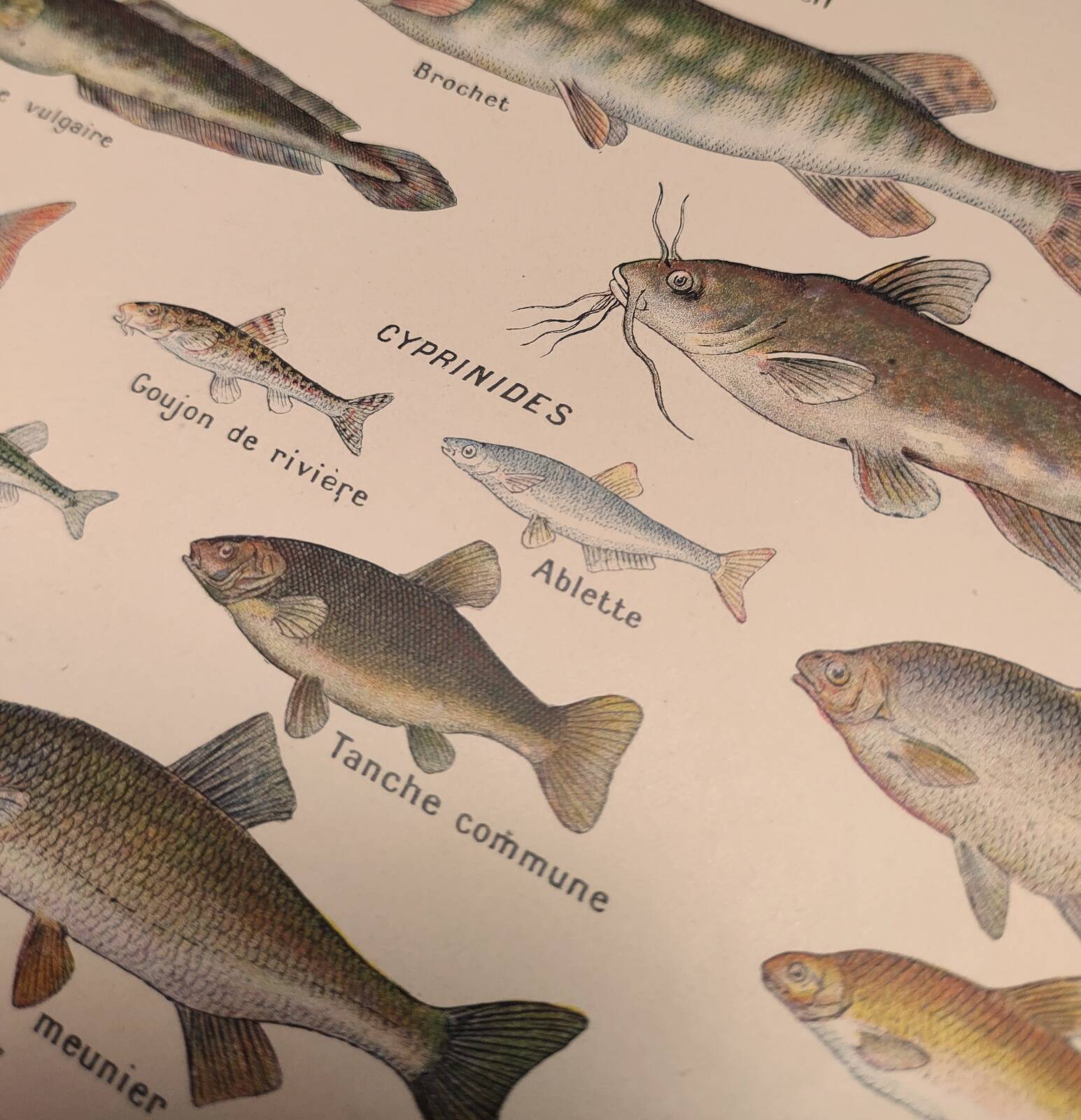 Original engraving from 1922 - Freshwater fish - Old educational board by JM Dessertenne