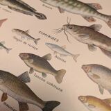 Original engraving from 1922 - Freshwater fish - Old educational board by JM Dessertenne