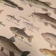 Original engraving from 1922 - Freshwater fish - Old educational board by JM Dessertenne