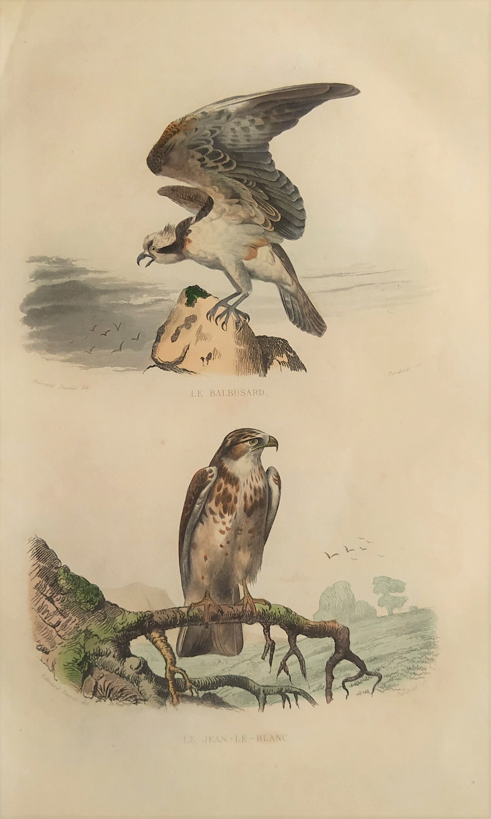 Ornithological board "Le Balbusard - Le Jean-le-Blanc" Buffon 1838
