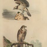 Ornithological board "Le Balbusard - Le Jean-le-Blanc" Buffon 1838