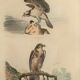 Ornithological board "Le Balbusard - Le Jean-le-Blanc" Buffon 1838