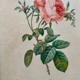PJ Redouté pink framed lithograph