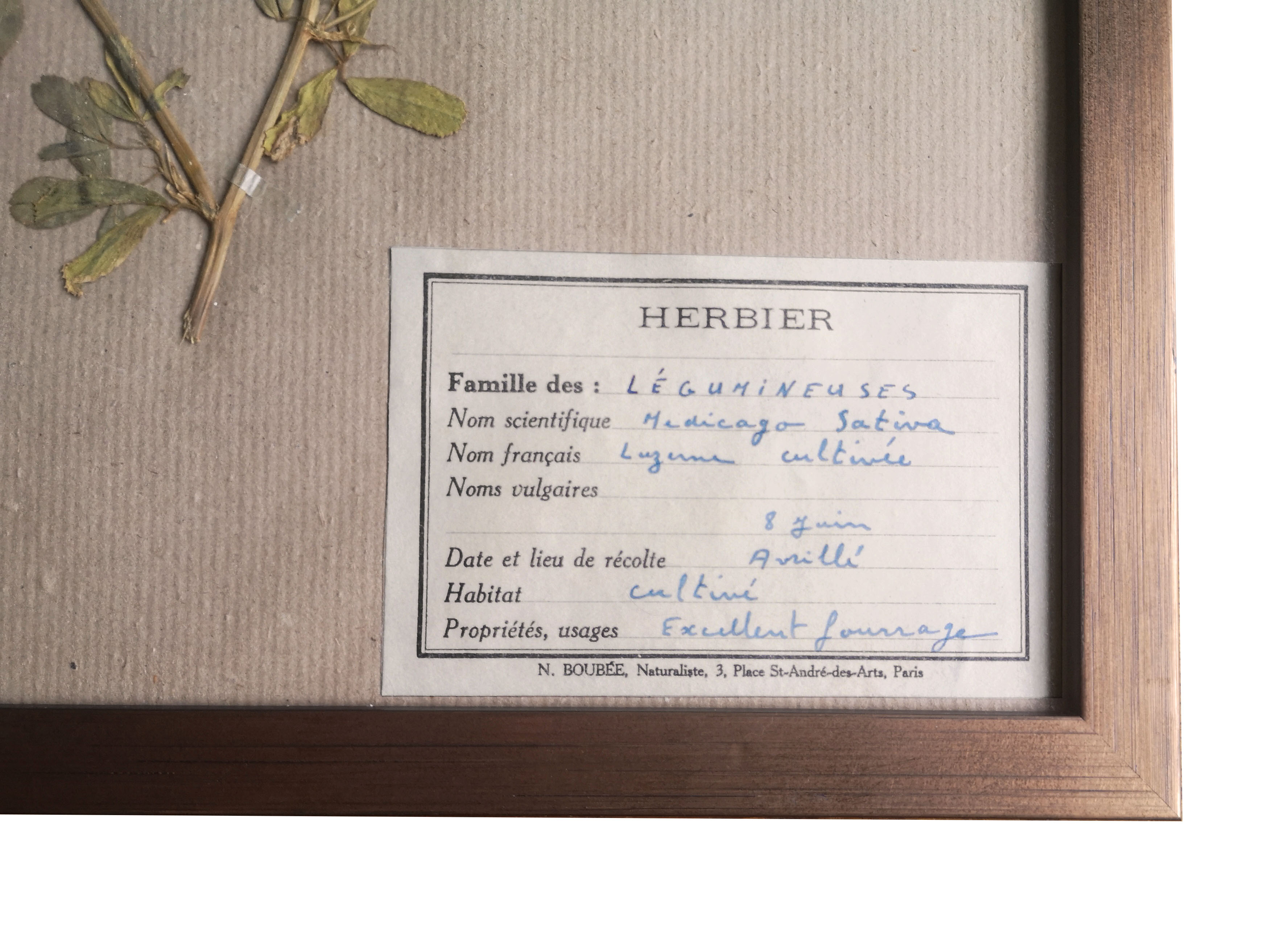 Framed vintage herbariums, decoration, copper frame