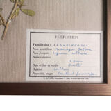 Framed vintage herbariums, decoration, copper frame