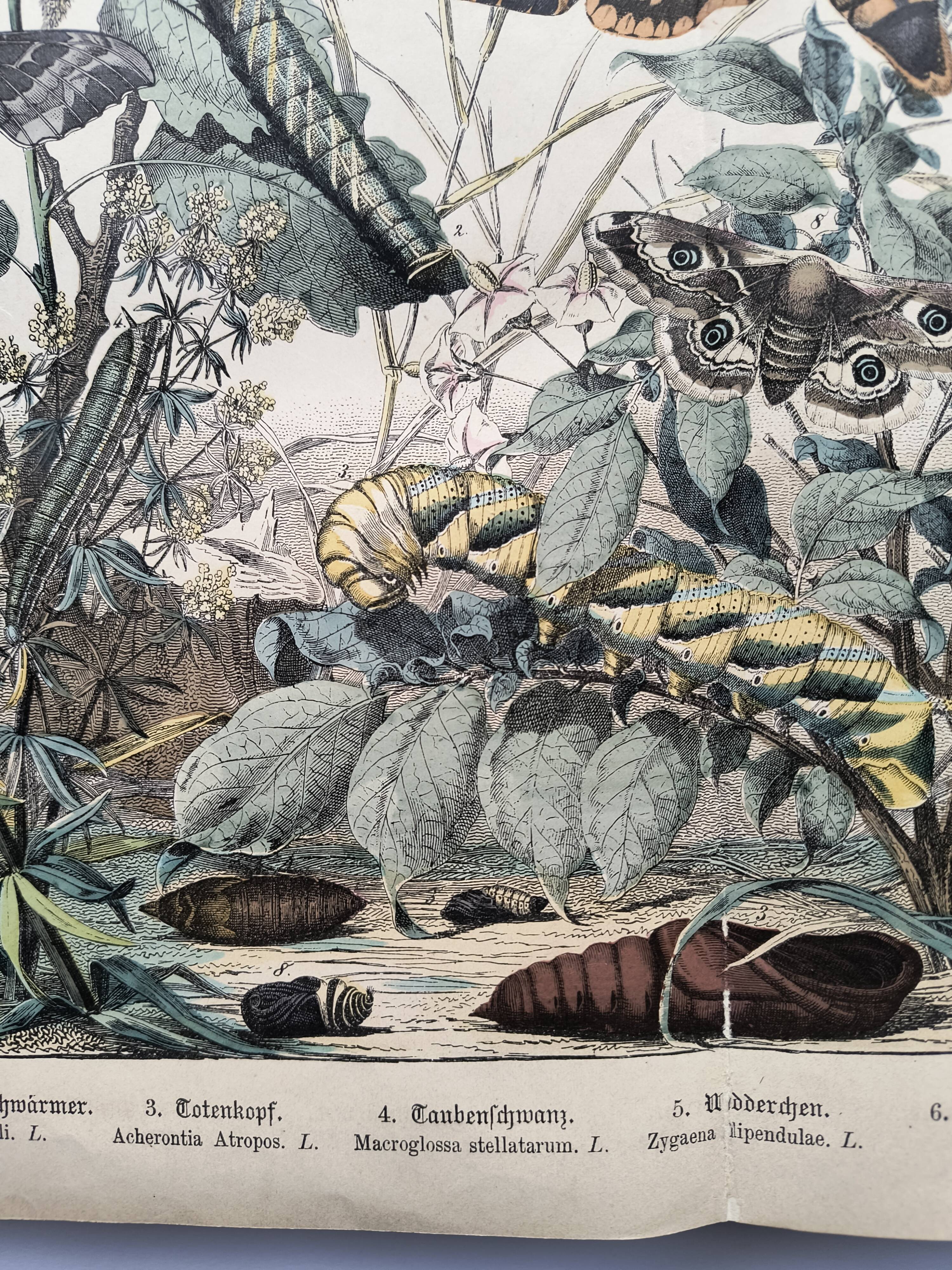 Engraving from 1886 - Sphinx and nocturnal butterflies (2) - Antique lithograph