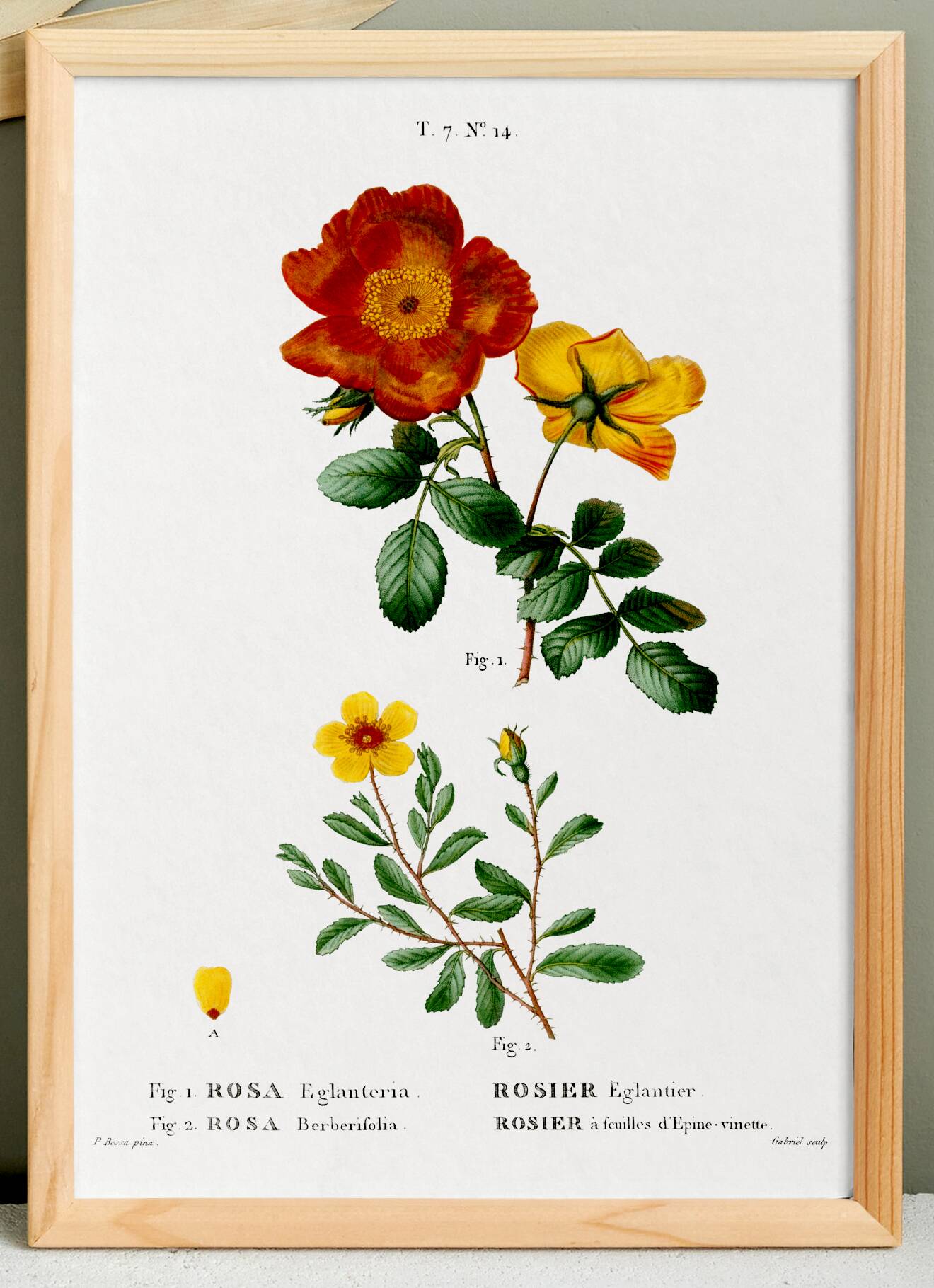 Poster about flowers (rose bush), based on an old painting