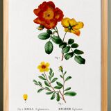 Poster about flowers (rose bush), based on an old painting