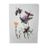Butterfly insect board