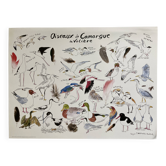 Poster - Birds of Camargue: the aviary