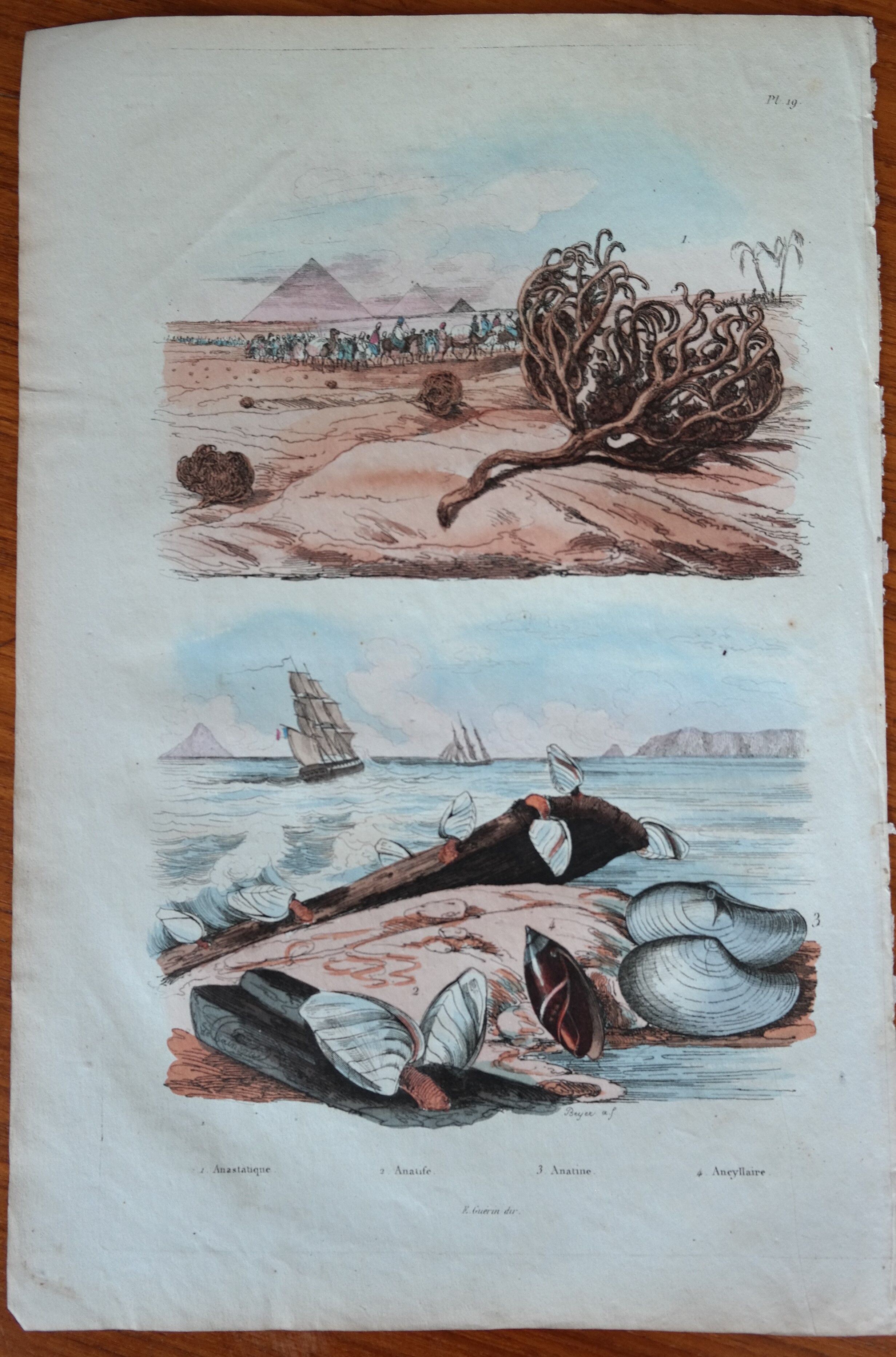 Lot of 9 old naturalist boards