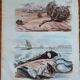 Lot of 9 old naturalist boards