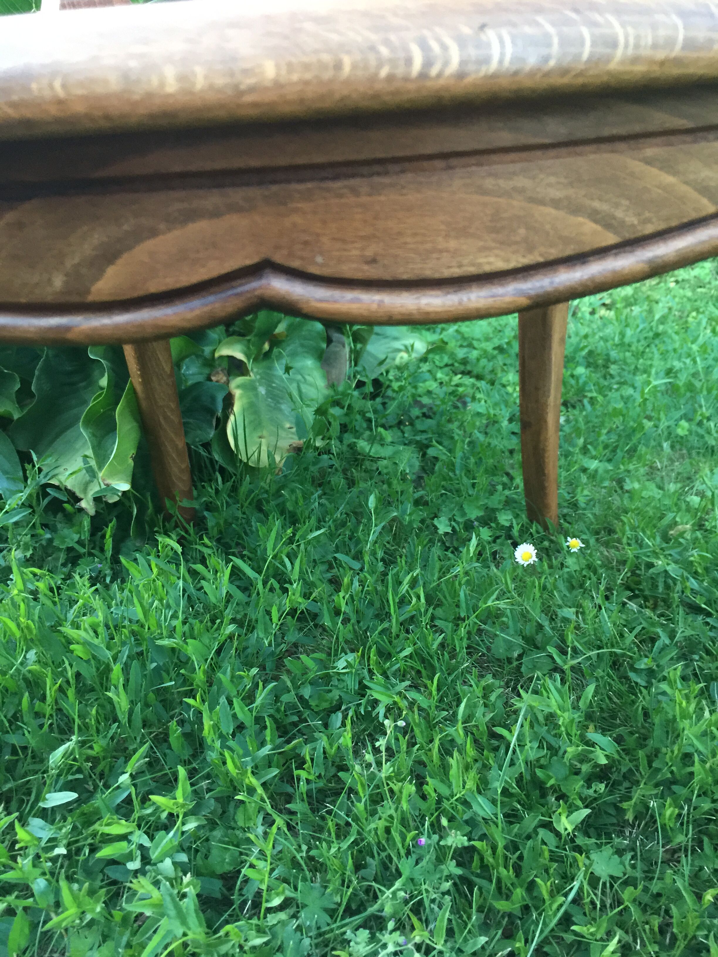 Canine Louis XV style office armchair