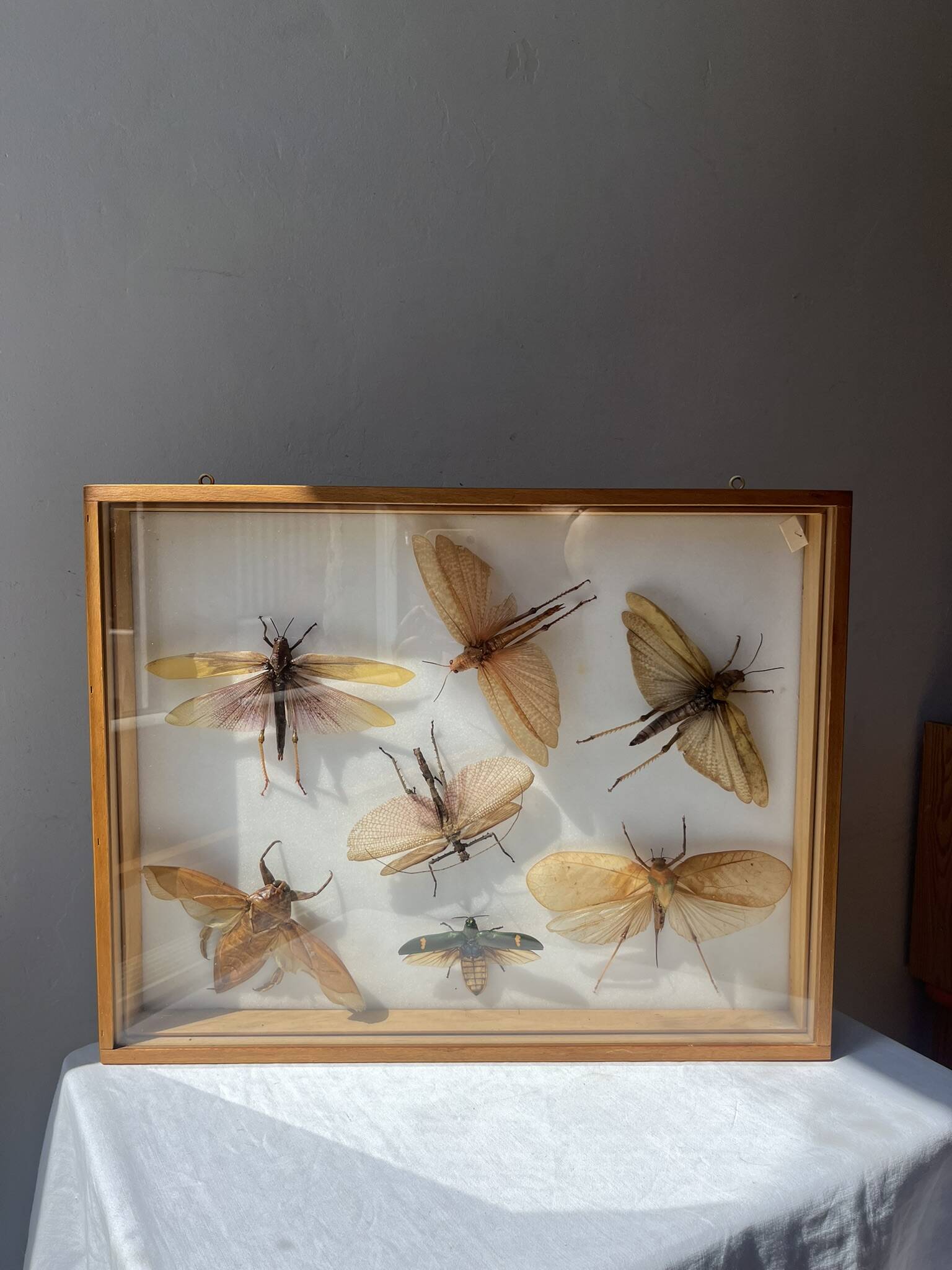 Framed giant insects, entomology collection